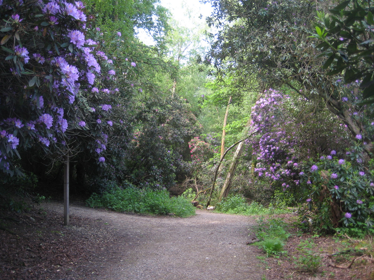 rhodos on main entry path 23 may